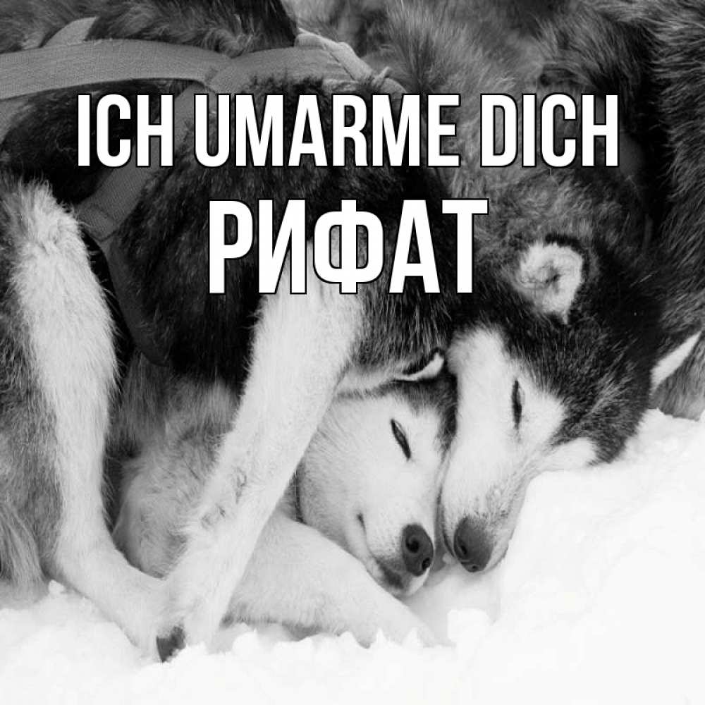 Открытка на каждый день с именем, Рифат Ich umarme dich собачки в упряжке Прикольная открытка с пожеланием онлайн скачать бесплатно 