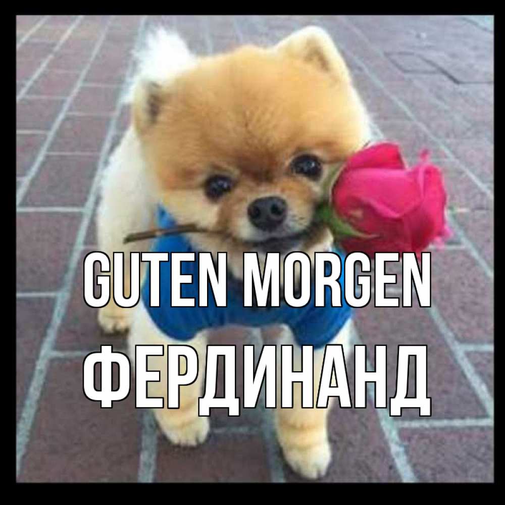 Открытка на каждый день с именем, Фердинанд Guten Morgen роза в зубах Прикольная открытка с пожеланием онлайн скачать бесплатно 
