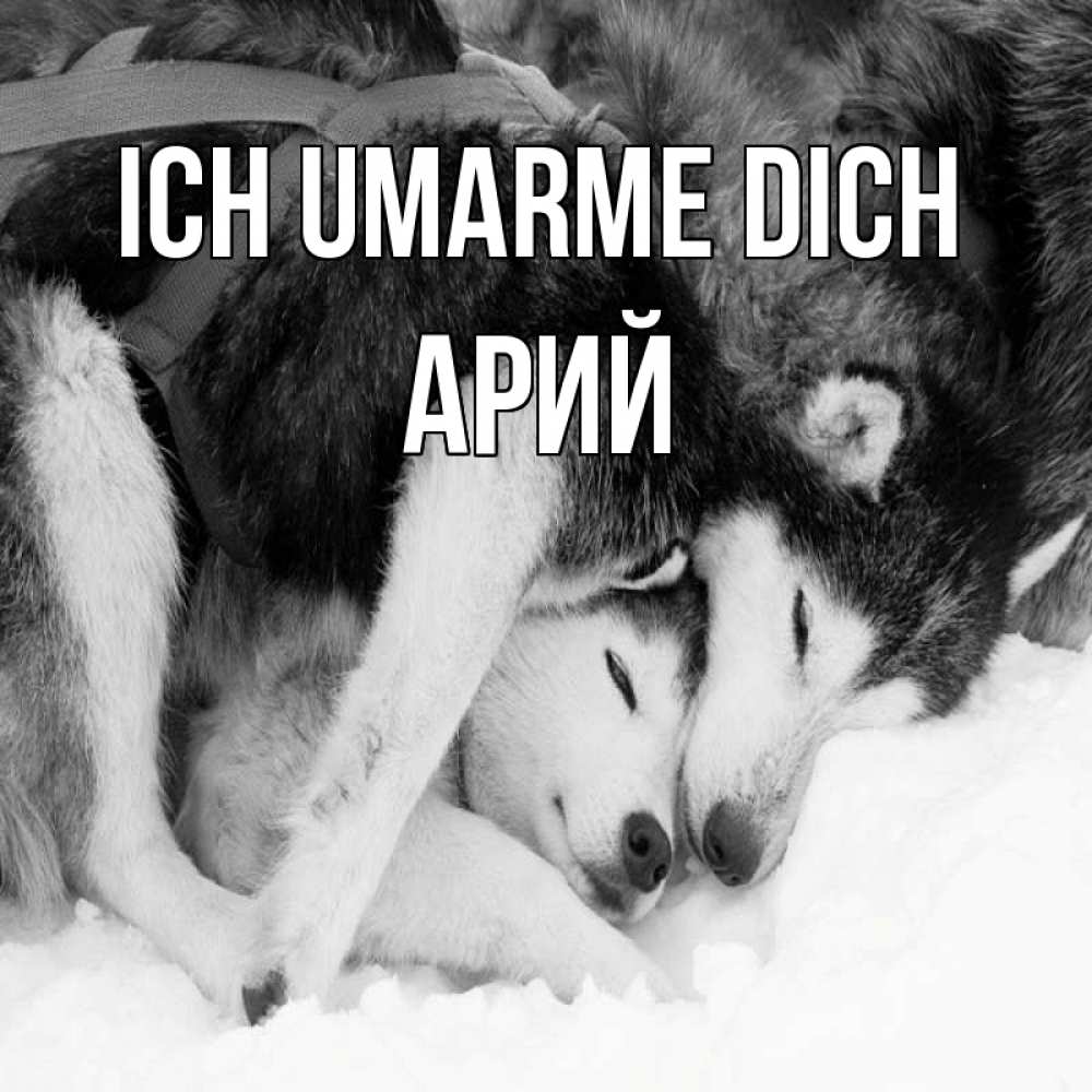 Открытка на каждый день с именем, Арий Ich umarme dich собачки в упряжке Прикольная открытка с пожеланием онлайн скачать бесплатно 