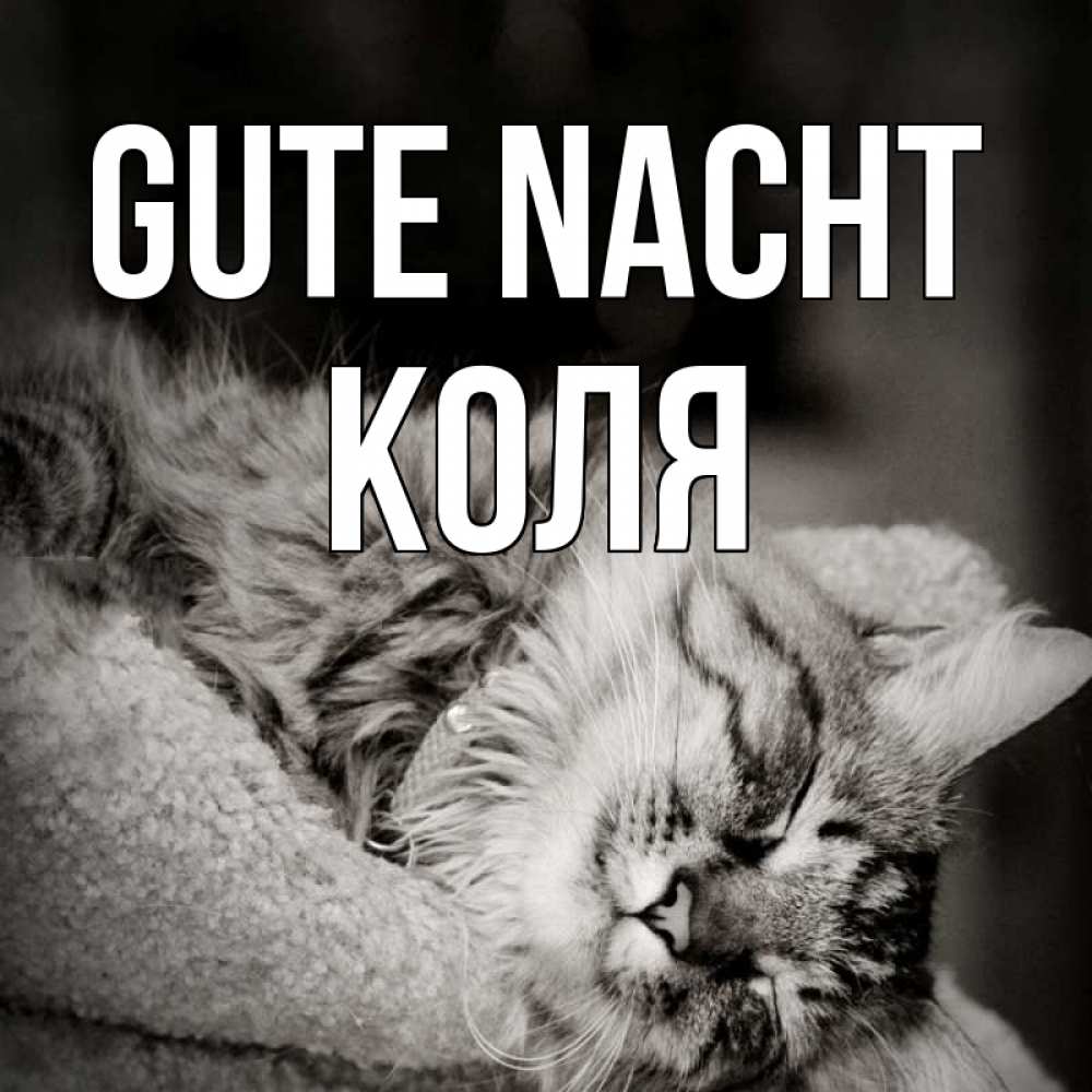 Открытка на каждый день с именем, Коля Gute Nacht котярик пушистый Прикольная открытка с пожеланием онлайн скачать бесплатно 
