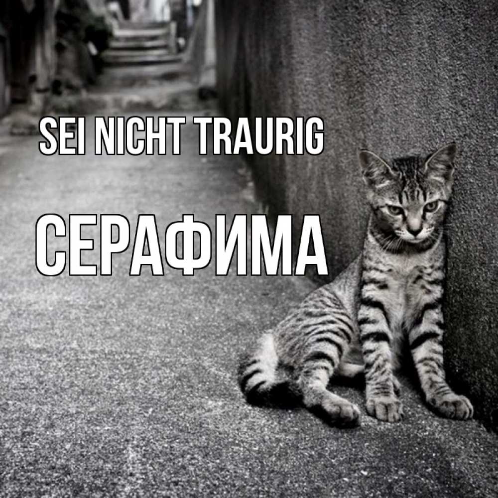 Открытка на каждый день с именем, Серафима Sei nicht traurig скучающий котик Прикольная открытка с пожеланием онлайн скачать бесплатно 