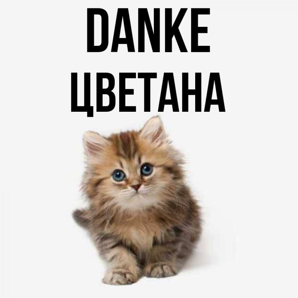 Открытка на каждый день с именем, Цветана Danke пушистый котик Прикольная открытка с пожеланием онлайн скачать бесплатно 
