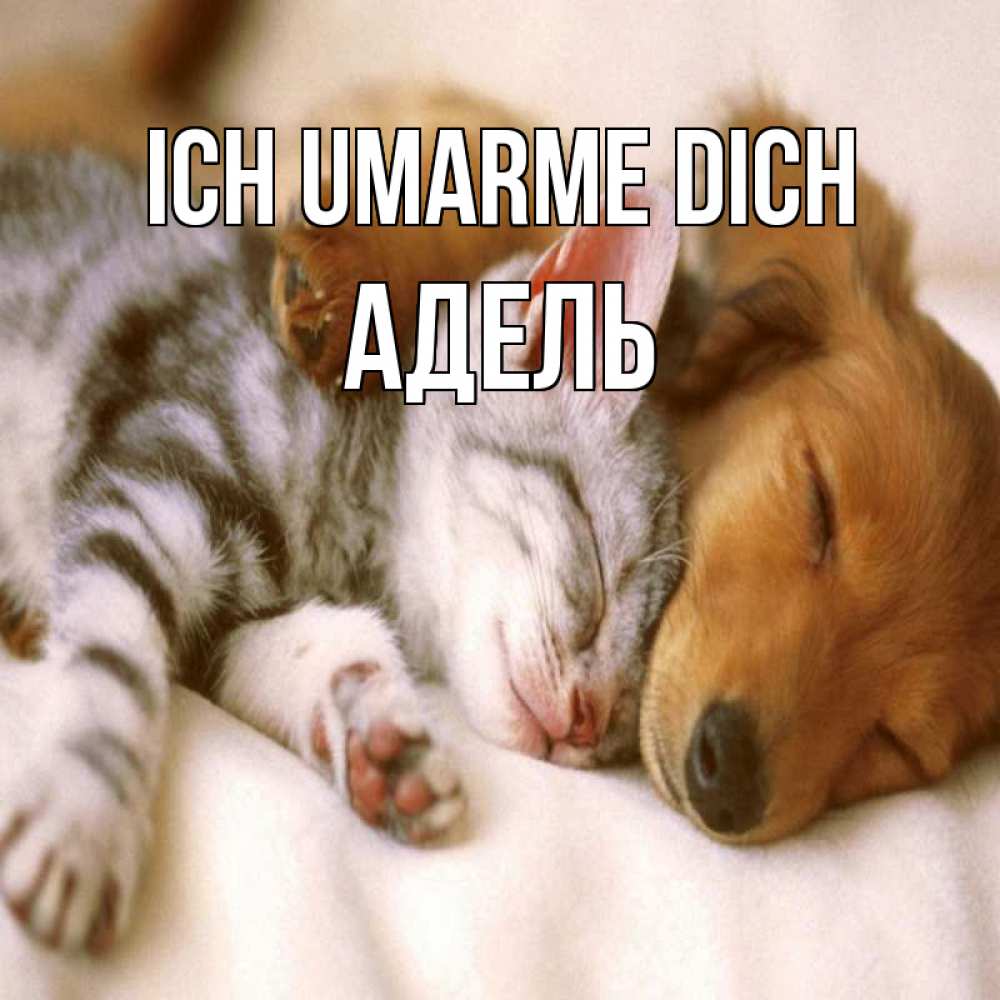 Открытка на каждый день с именем, Адель Ich umarme dich пес и котенок Прикольная открытка с пожеланием онлайн скачать бесплатно 