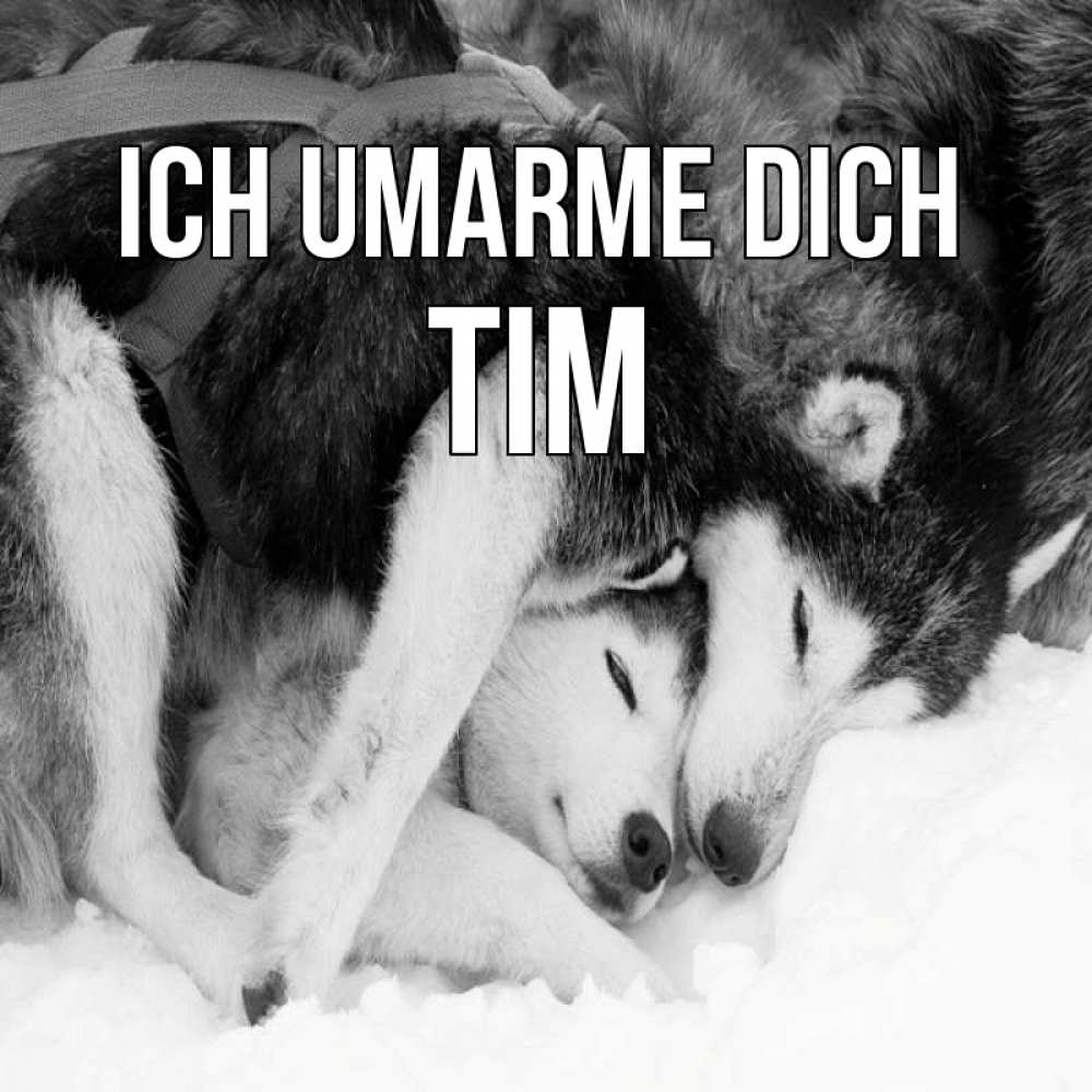 Открытка на каждый день с именем, Tim Ich umarme dich собачки в упряжке Прикольная открытка с пожеланием онлайн скачать бесплатно 