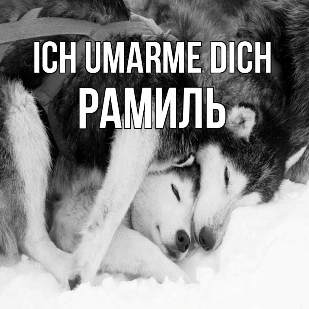 Открытка на каждый день с именем, Рамиль Ich umarme dich собачки в упряжке Прикольная открытка с пожеланием онлайн скачать бесплатно 