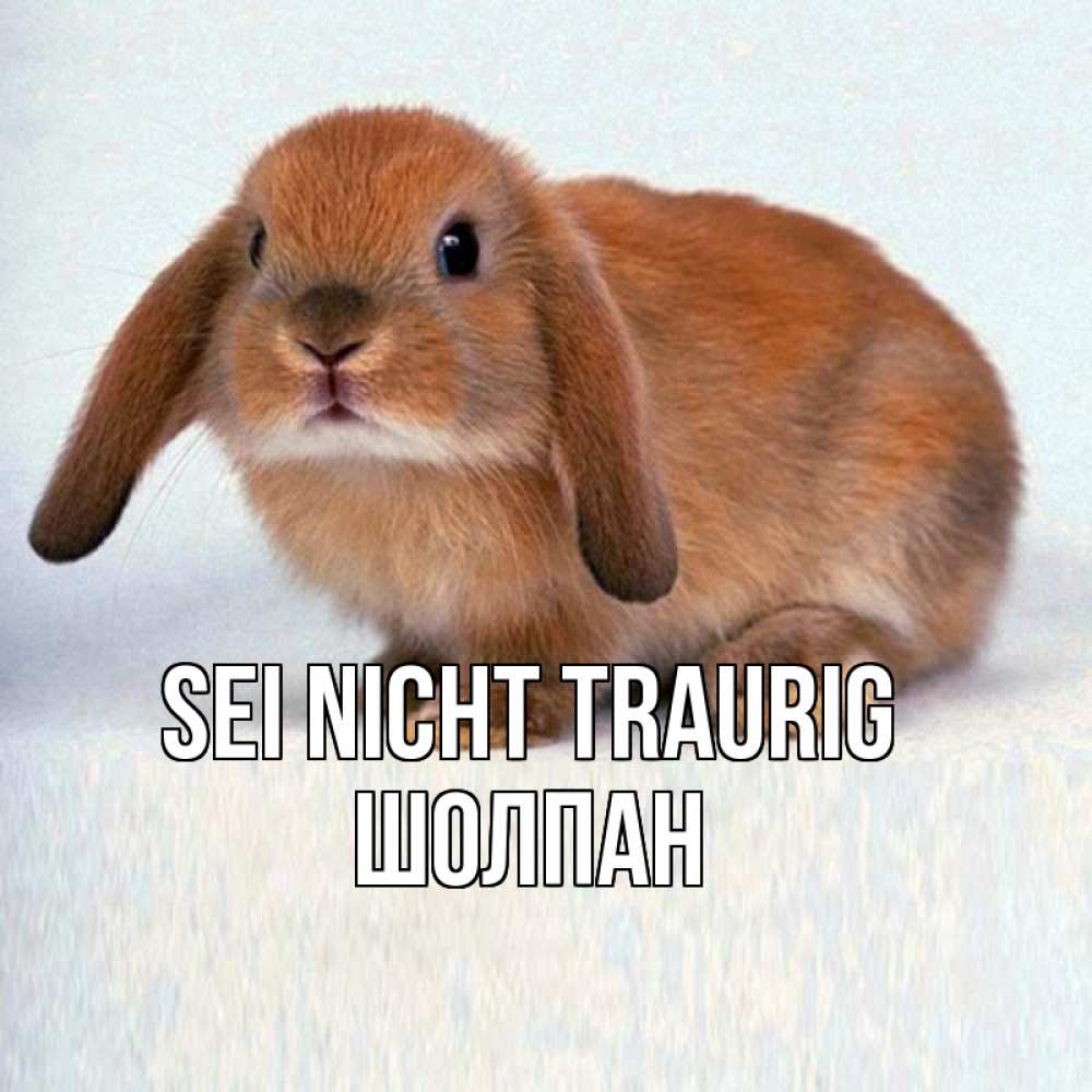Открытка на каждый день с именем, Шолпан Sei nicht traurig вислоухий рыжий кролик Прикольная открытка с пожеланием онлайн скачать бесплатно 