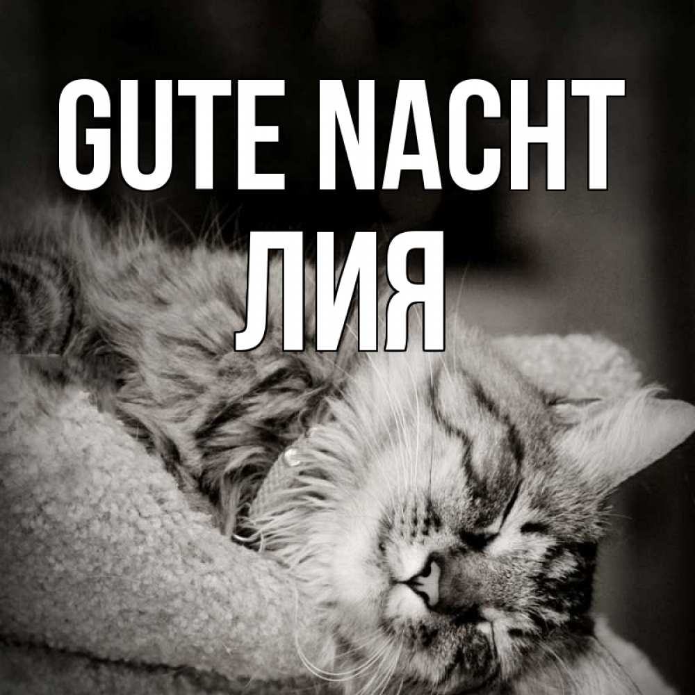 Открытка на каждый день с именем, Лия Gute Nacht котярик пушистый Прикольная открытка с пожеланием онлайн скачать бесплатно 