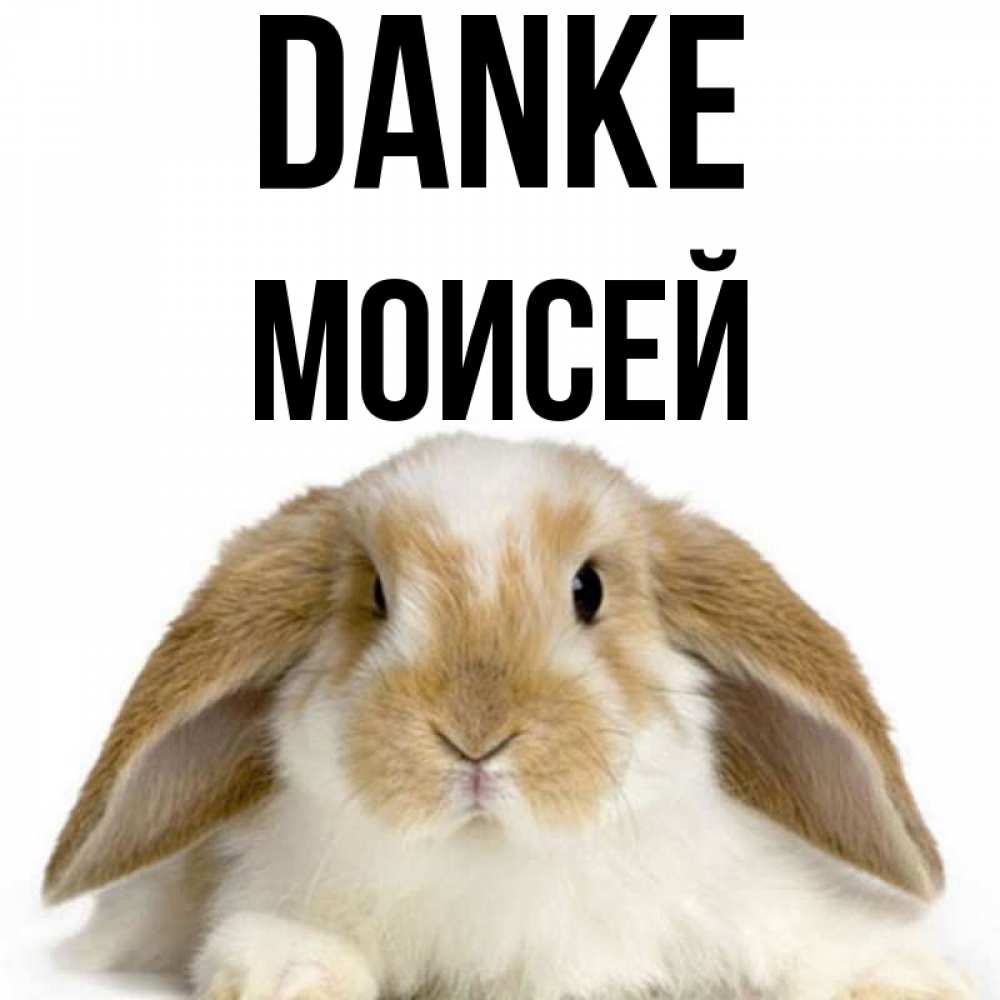 Открытка на каждый день с именем, Моисей Danke коричнево белый заяц Прикольная открытка с пожеланием онлайн скачать бесплатно 