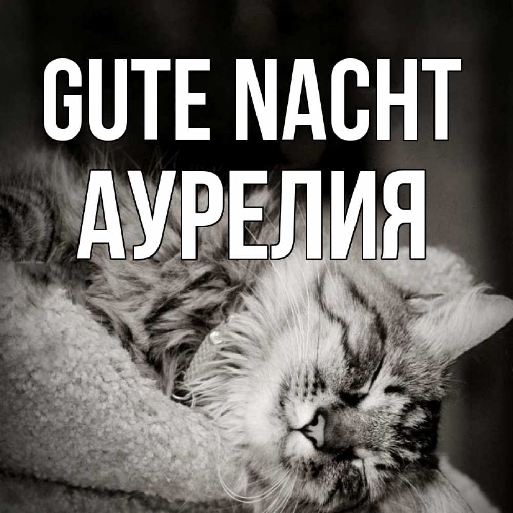 Открытка на каждый день с именем, Аурелия Gute Nacht котярик пушистый Прикольная открытка с пожеланием онлайн скачать бесплатно 