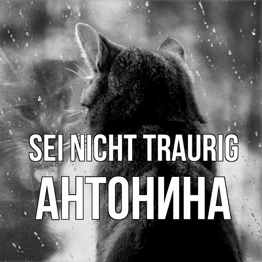 Открытка на каждый день с именем, Антонина Sei nicht traurig отражение кота 1 Прикольная открытка с пожеланием онлайн скачать бесплатно 