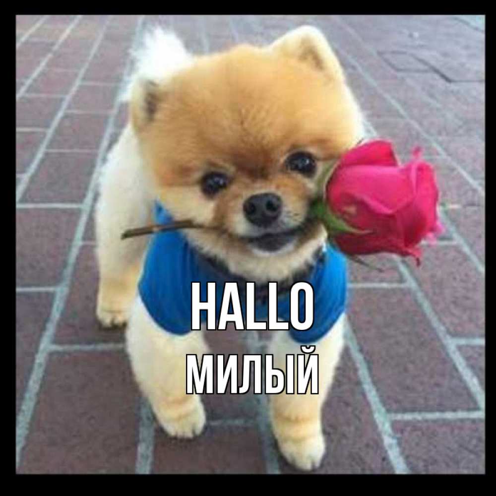 Открытка на каждый день с именем, Милый Hallo роза в зубах у собаки Прикольная открытка с пожеланием онлайн скачать бесплатно 