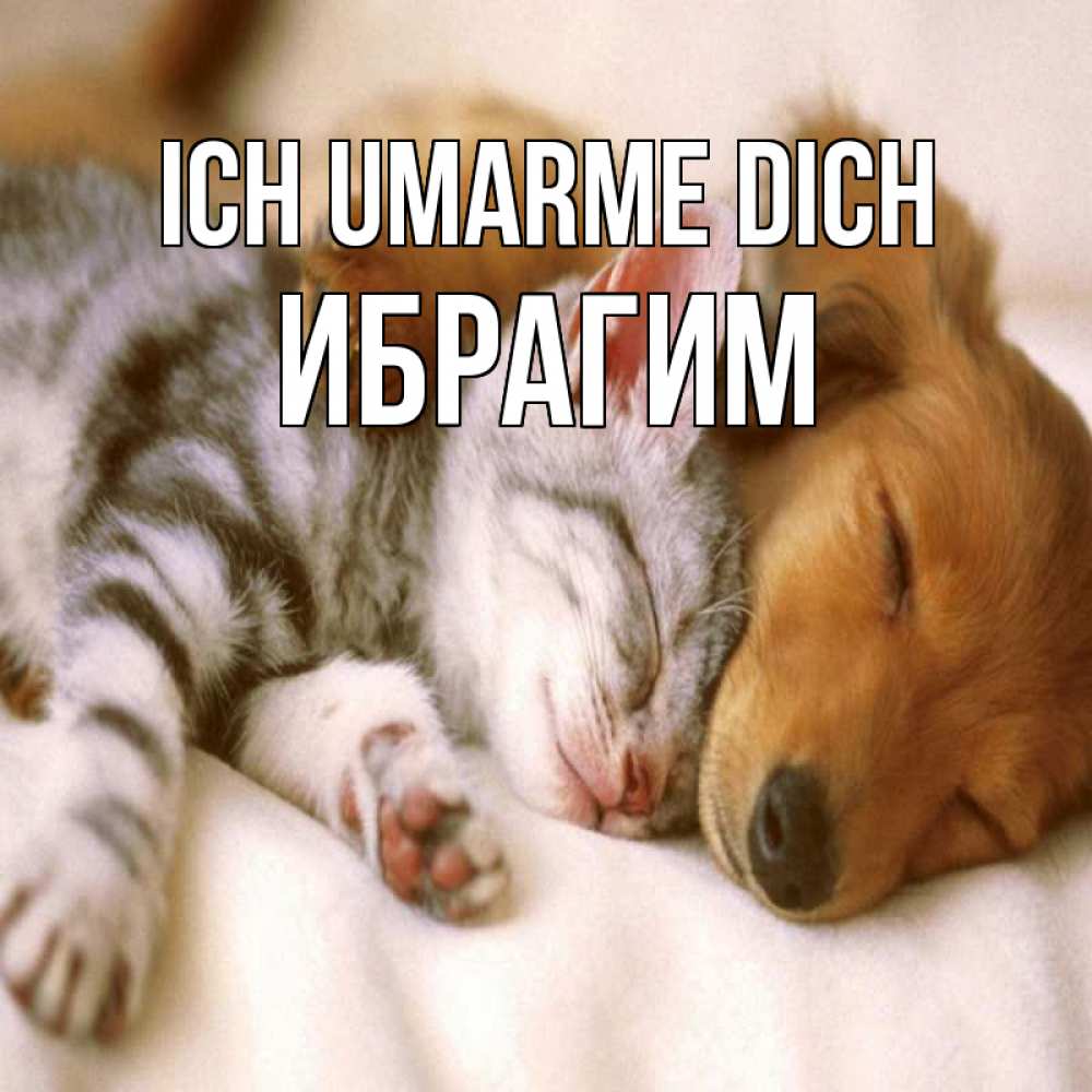 Открытка на каждый день с именем, Ибрагим Ich umarme dich пес и котенок Прикольная открытка с пожеланием онлайн скачать бесплатно 