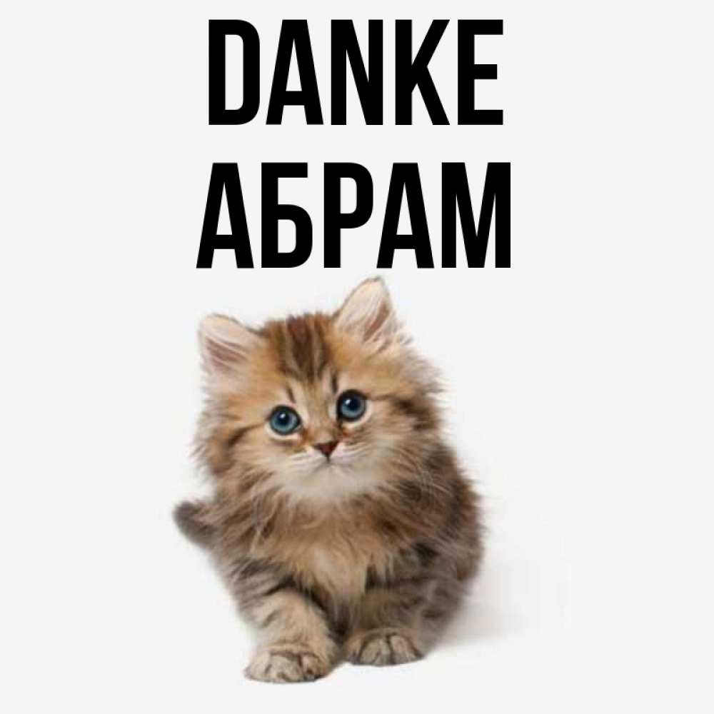 Открытка на каждый день с именем, Абрам Danke пушистый котик Прикольная открытка с пожеланием онлайн скачать бесплатно 