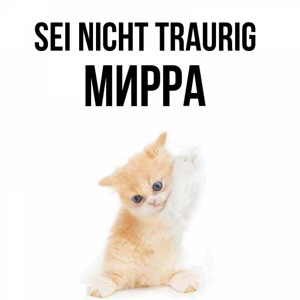 Открытка на каждый день с именем, Мирра Sei nicht traurig просящий кот Прикольная открытка с пожеланием онлайн скачать бесплатно 