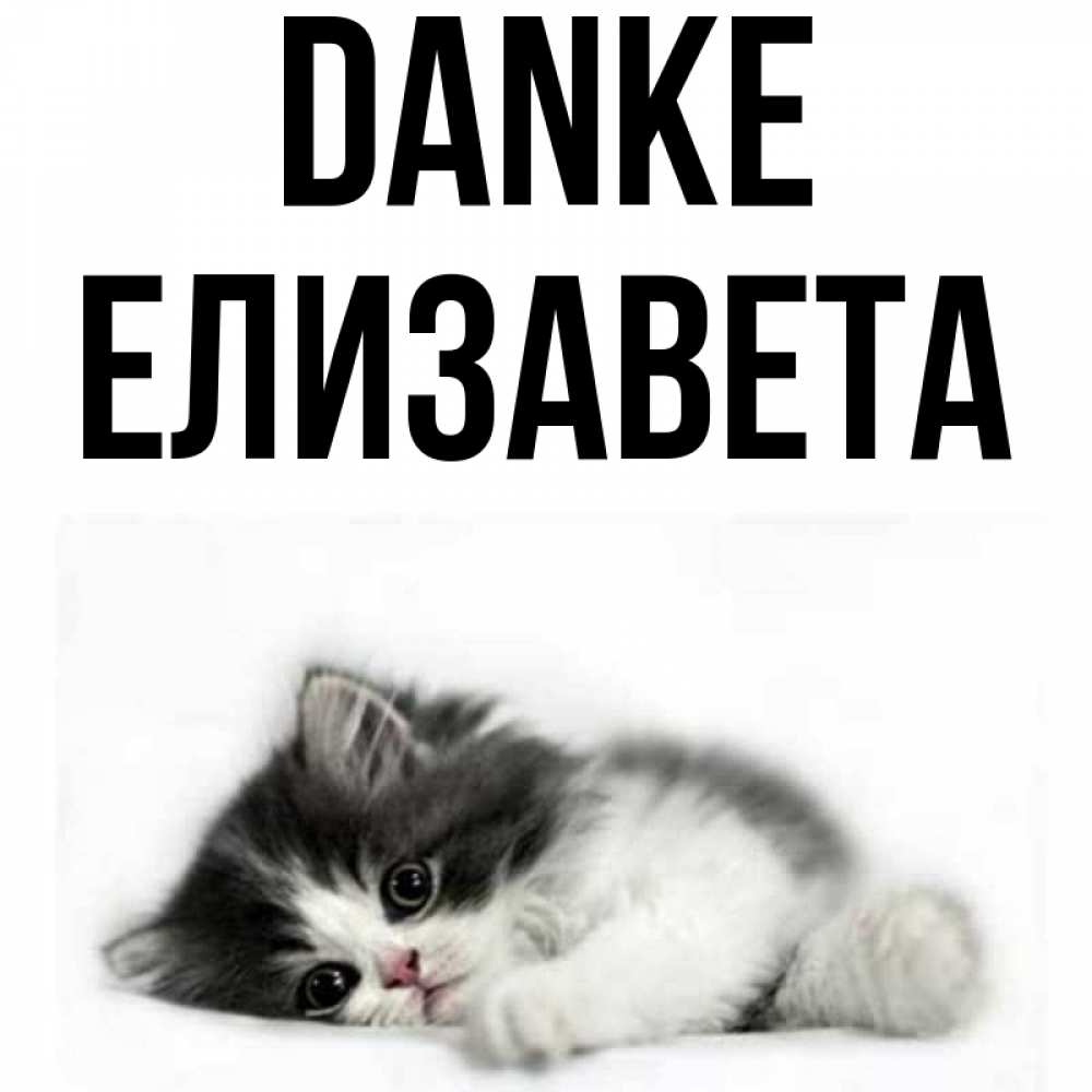 Открытка на каждый день с именем, Елизавета Danke черный и белый кот Прикольная открытка с пожеланием онлайн скачать бесплатно 