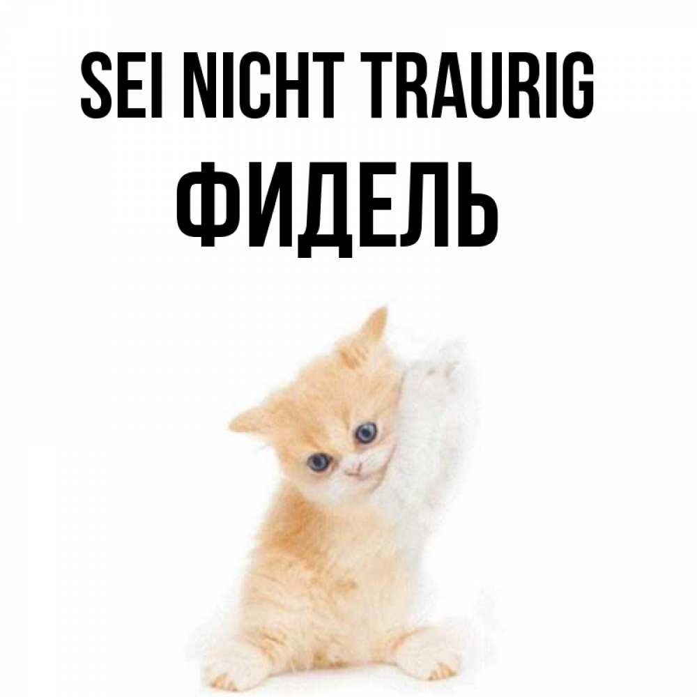 Открытка на каждый день с именем, Фидель Sei nicht traurig просящий кот Прикольная открытка с пожеланием онлайн скачать бесплатно 