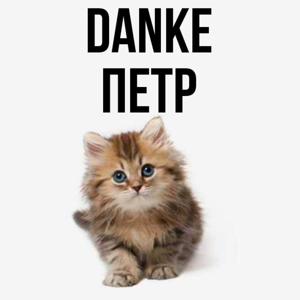 Открытка на каждый день с именем, Петр Danke пушистый котик Прикольная открытка с пожеланием онлайн скачать бесплатно 