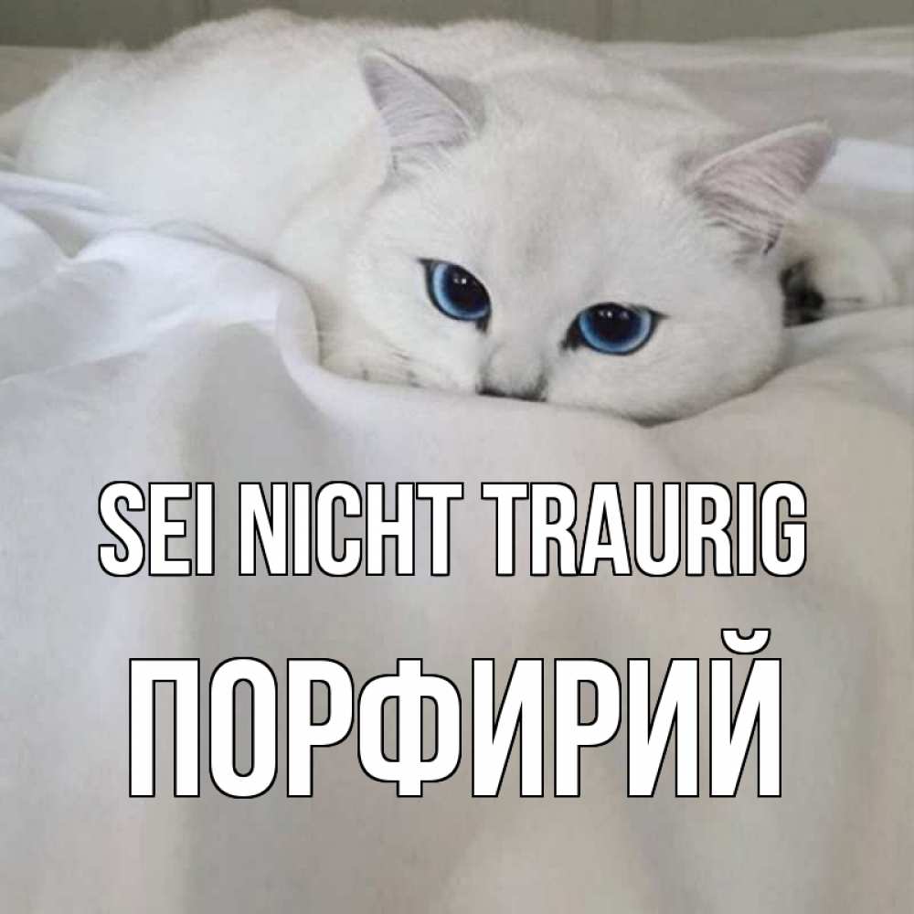Открытка на каждый день с именем, Порфирий Sei nicht traurig белый кот с голубыми глазами на белоснежной кровати Прикольная открытка с пожеланием онлайн скачать бесплатно 