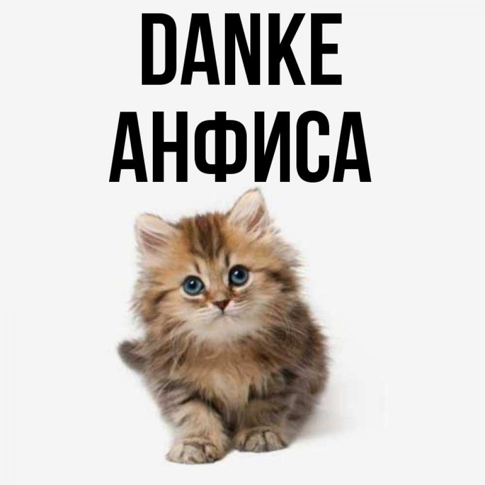Открытка на каждый день с именем, Анфиса Danke пушистый котик Прикольная открытка с пожеланием онлайн скачать бесплатно 
