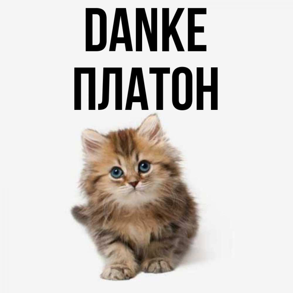 Открытка на каждый день с именем, Платон Danke пушистый котик Прикольная открытка с пожеланием онлайн скачать бесплатно 