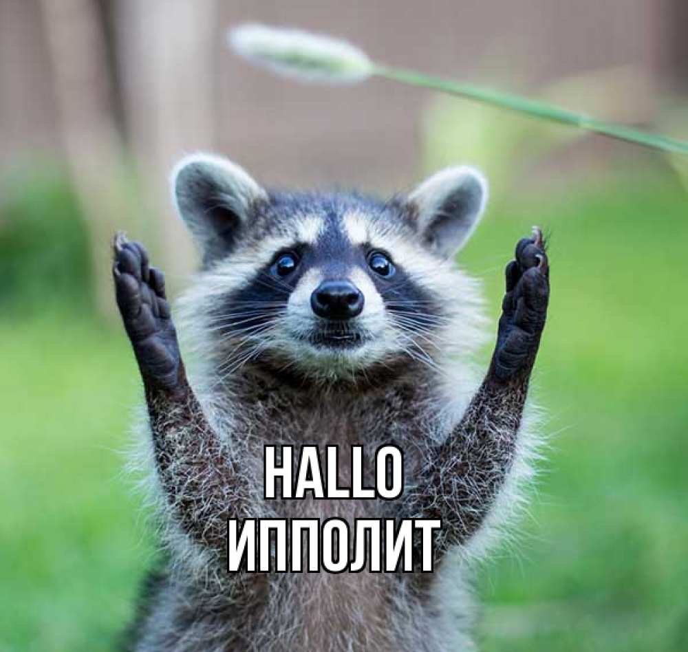 Открытка на каждый день с именем, Ипполит Hallo животные Прикольная открытка с пожеланием онлайн скачать бесплатно 