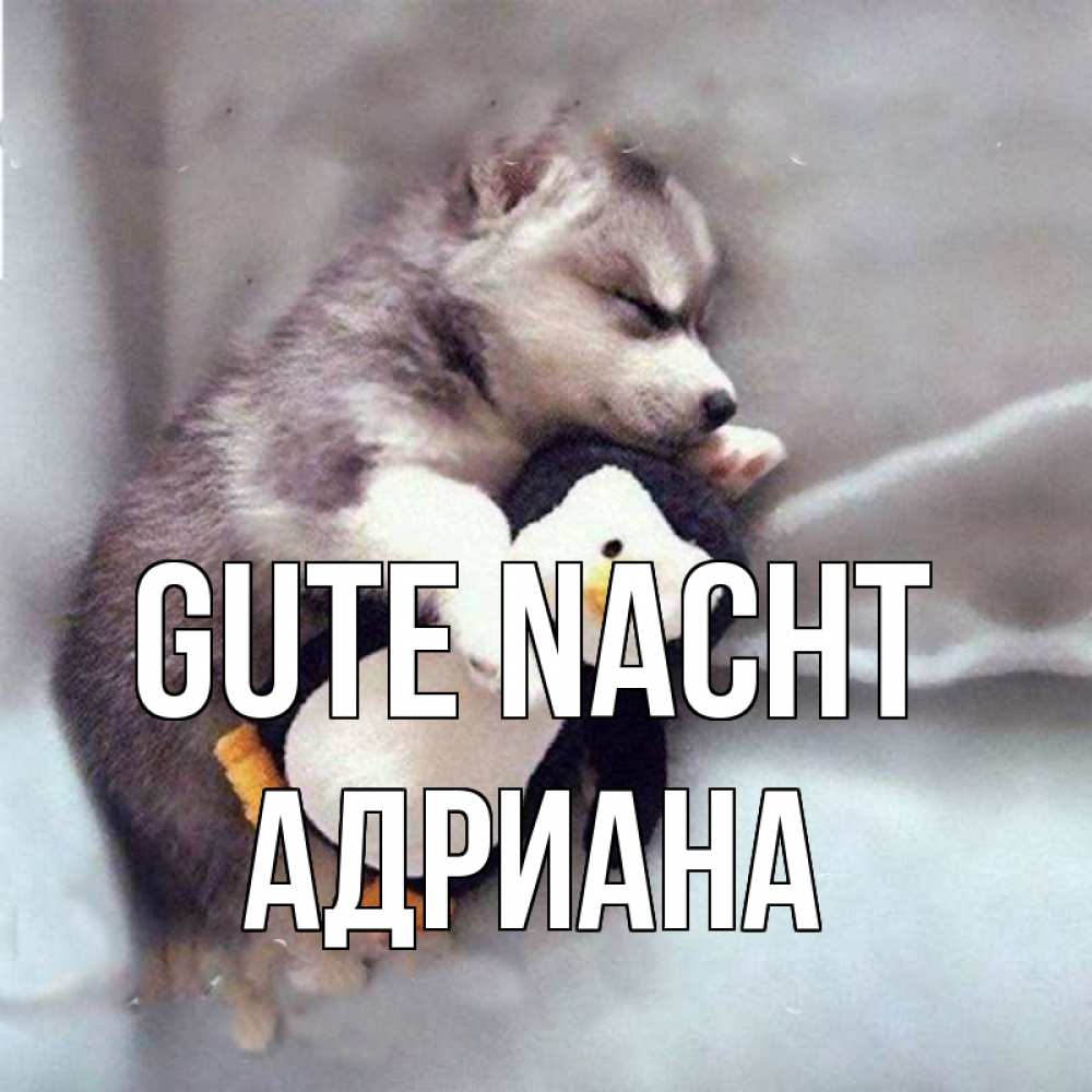 Открытка на каждый день с именем, Адриана Gute Nacht обнимашки щенка и пингвина Прикольная открытка с пожеланием онлайн скачать бесплатно 