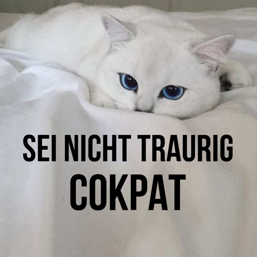 Открытка на каждый день с именем, Сократ Sei nicht traurig Голубоглазая кошка Прикольная открытка с пожеланием онлайн скачать бесплатно 