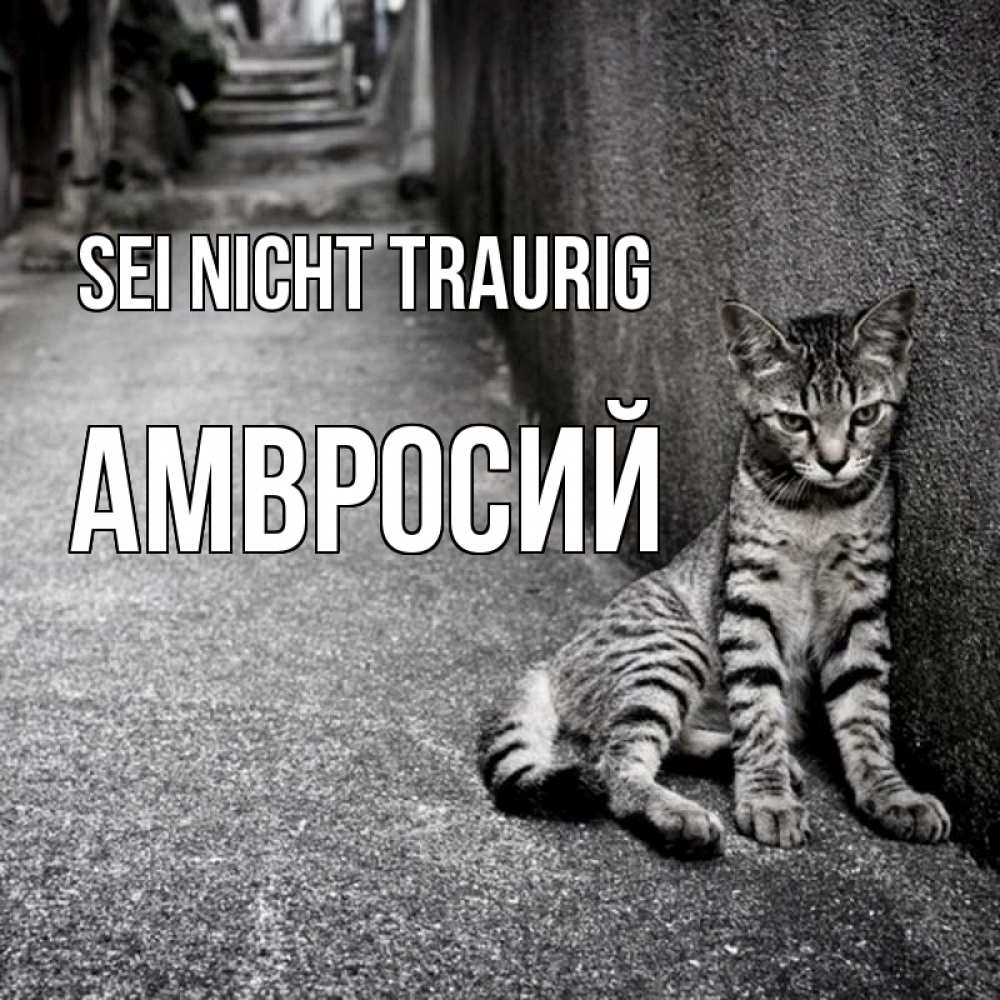 Открытка на каждый день с именем, Амвросий Sei nicht traurig скучающий котик Прикольная открытка с пожеланием онлайн скачать бесплатно 