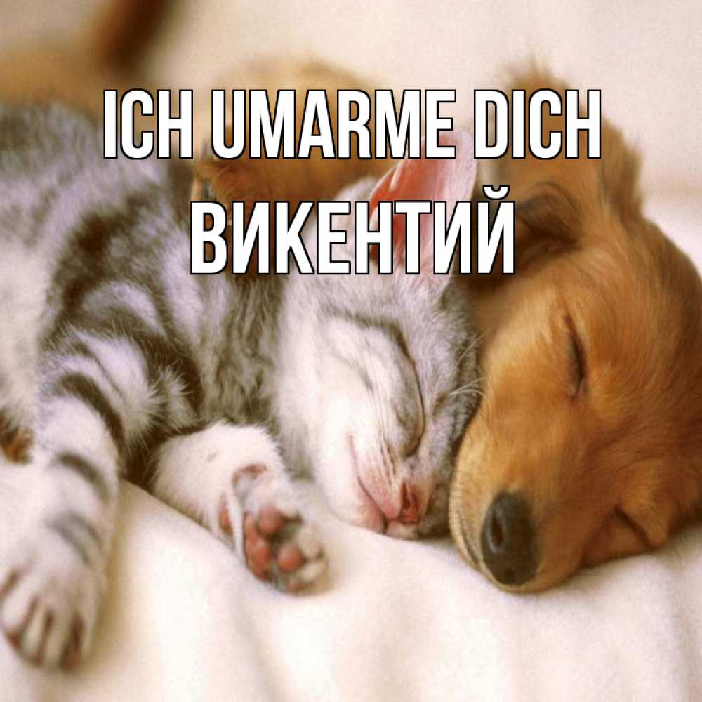 Открытка на каждый день с именем, Викентий Ich umarme dich пес и котенок Прикольная открытка с пожеланием онлайн скачать бесплатно 