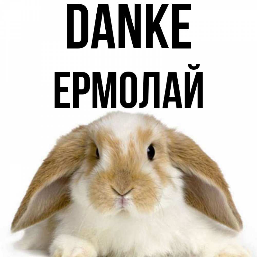 Открытка на каждый день с именем, Ермолай Danke коричнево белый заяц Прикольная открытка с пожеланием онлайн скачать бесплатно 