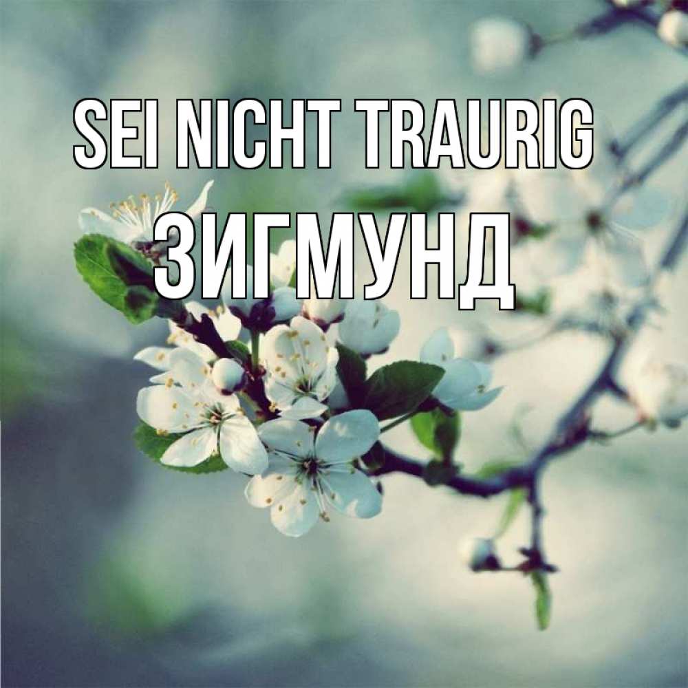 Открытка на каждый день с именем, Зигмунд Sei nicht traurig яблоня в цвету 1 Прикольная открытка с пожеланием онлайн скачать бесплатно 