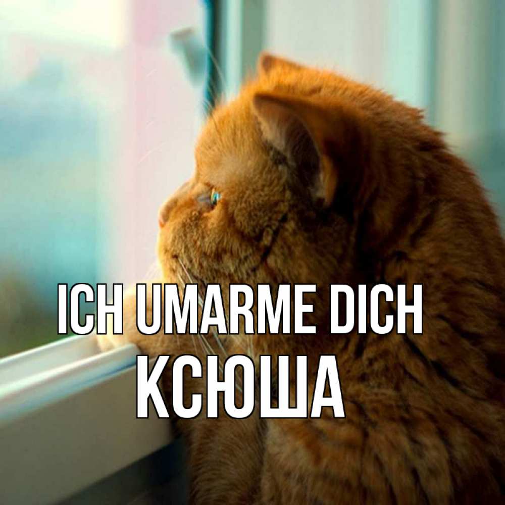 Открытка на каждый день с именем, Ксюша Ich umarme dich большой огромный рыжий котяра Прикольная открытка с пожеланием онлайн скачать бесплатно 