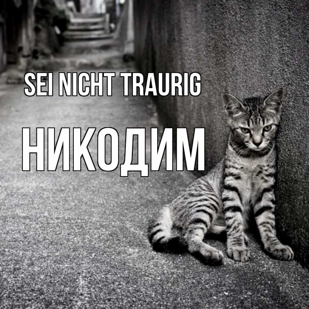 Открытка на каждый день с именем, Никодим Sei nicht traurig скучающий котик Прикольная открытка с пожеланием онлайн скачать бесплатно 