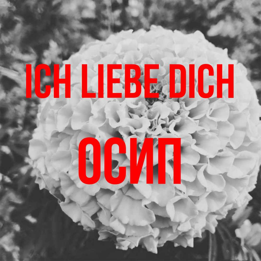 Открытка на каждый день с именем, Осип Ich liebe dich подпись Прикольная открытка с пожеланием онлайн скачать бесплатно 