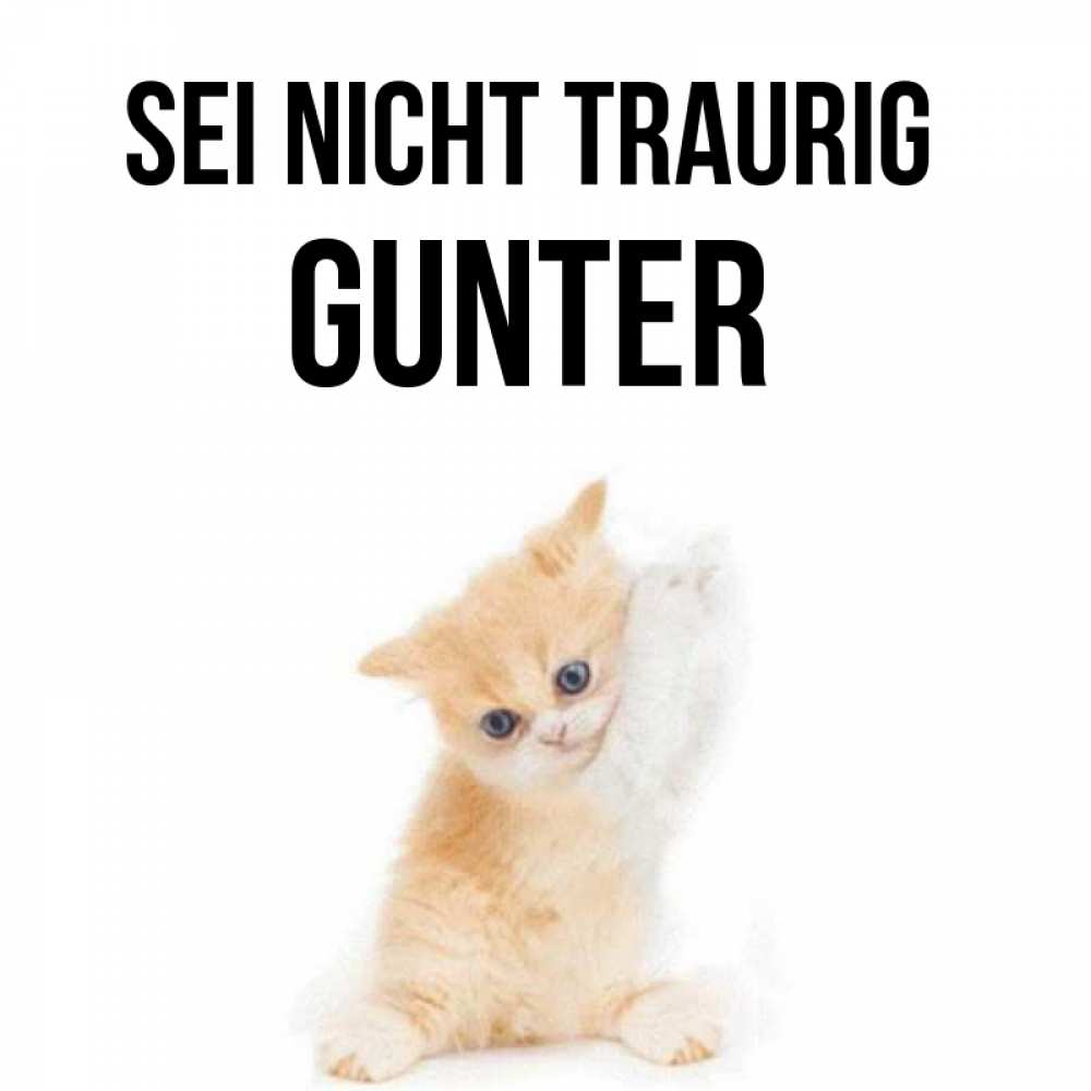 Открытка на каждый день с именем, Gunter Sei nicht traurig просящий кот Прикольная открытка с пожеланием онлайн скачать бесплатно 