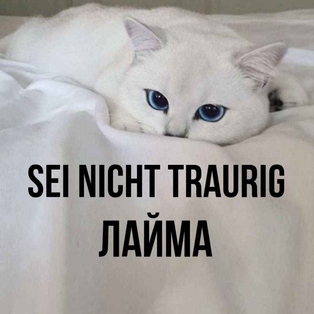 Открытка на каждый день с именем, Лайма Sei nicht traurig Голубоглазая кошка Прикольная открытка с пожеланием онлайн скачать бесплатно 