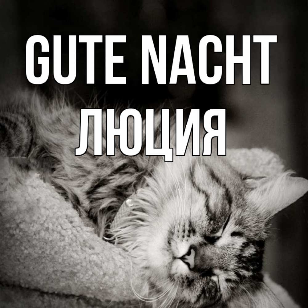 Открытка на каждый день с именем, Люция Gute Nacht котярик пушистый Прикольная открытка с пожеланием онлайн скачать бесплатно 