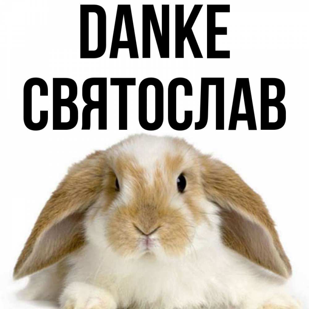 Открытка на каждый день с именем, Святослав Danke коричнево белый заяц Прикольная открытка с пожеланием онлайн скачать бесплатно 
