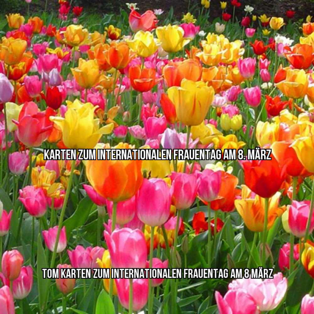 Картинка Karten zum Internationalen Frauentag am 8. März, Tom
