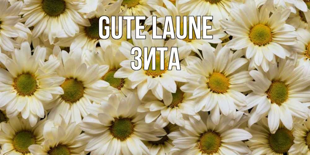 Открытка на каждый день с именем, Зита Gute Laune крупные ромашки Прикольная открытка с пожеланием онлайн скачать бесплатно 