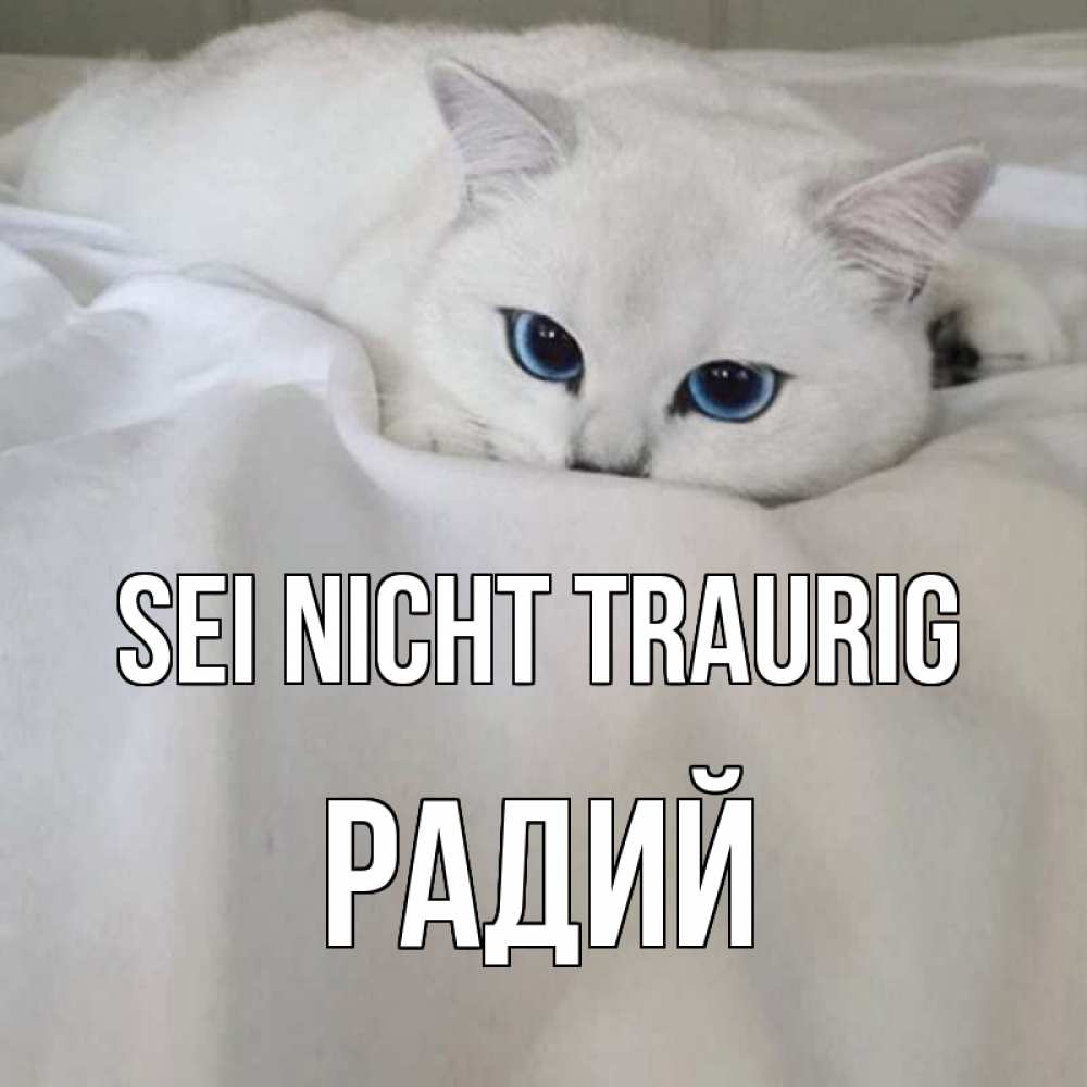 Открытка на каждый день с именем, Радий Sei nicht traurig белый кот с голубыми глазами на белоснежной кровати Прикольная открытка с пожеланием онлайн скачать бесплатно 