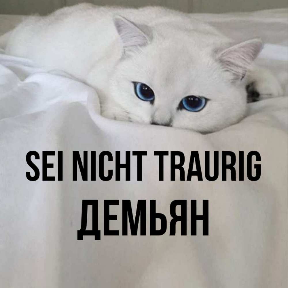 Открытка на каждый день с именем, Демьян Sei nicht traurig Голубоглазая кошка Прикольная открытка с пожеланием онлайн скачать бесплатно 