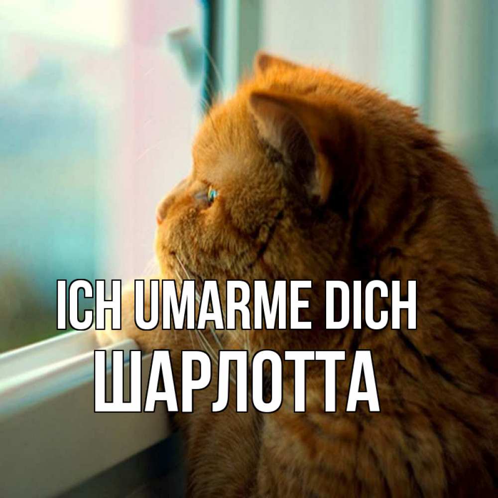 Открытка на каждый день с именем, Шарлотта Ich umarme dich большой огромный рыжий котяра Прикольная открытка с пожеланием онлайн скачать бесплатно 