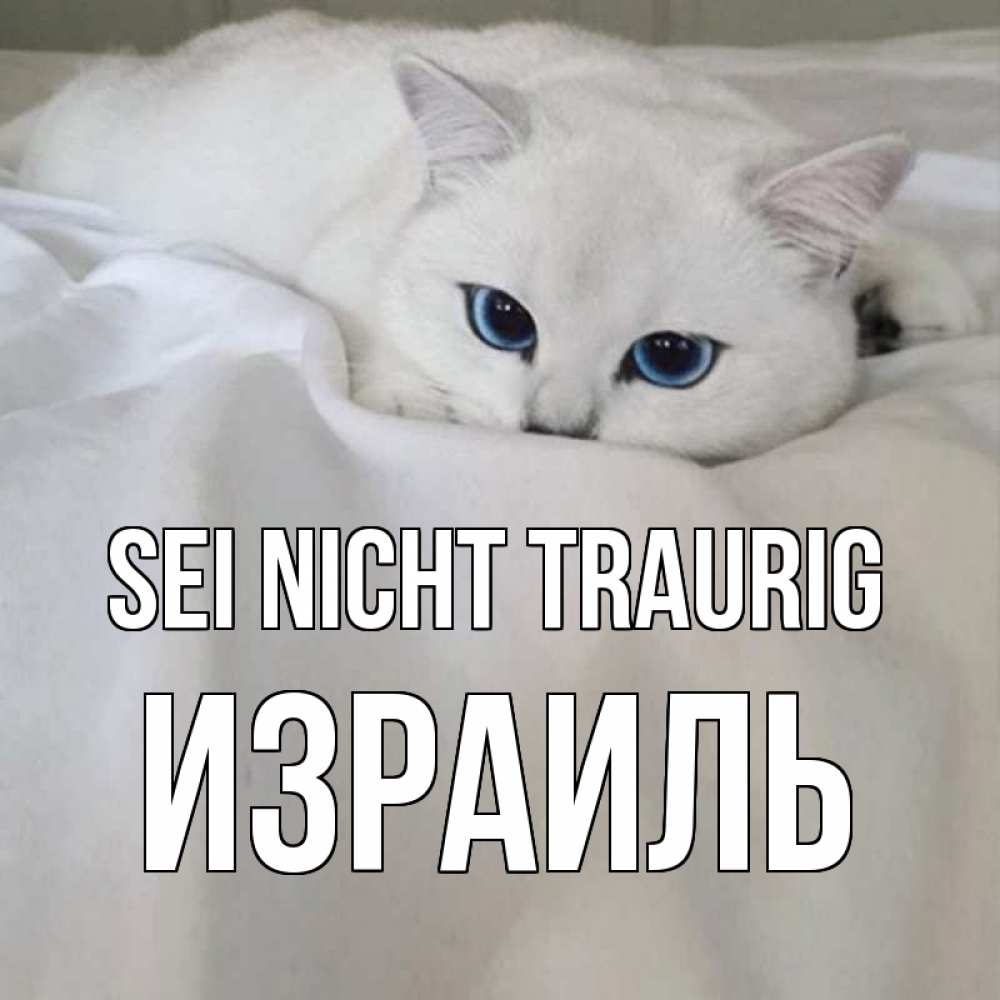 Открытка на каждый день с именем, Израиль Sei nicht traurig белый кот с голубыми глазами на белоснежной кровати Прикольная открытка с пожеланием онлайн скачать бесплатно 