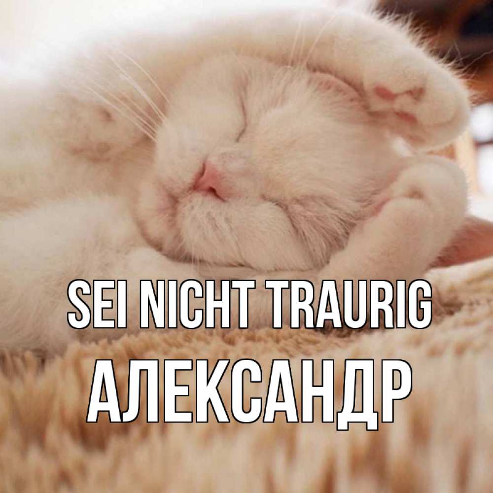 Открытка на каждый день с именем, Александр Sei nicht traurig белый кот Прикольная открытка с пожеланием онлайн скачать бесплатно 