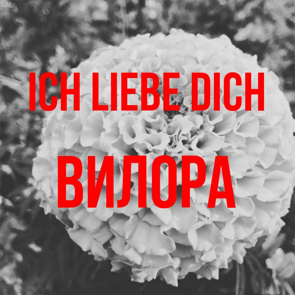 Открытка на каждый день с именем, Вилора Ich liebe dich подпись Прикольная открытка с пожеланием онлайн скачать бесплатно 
