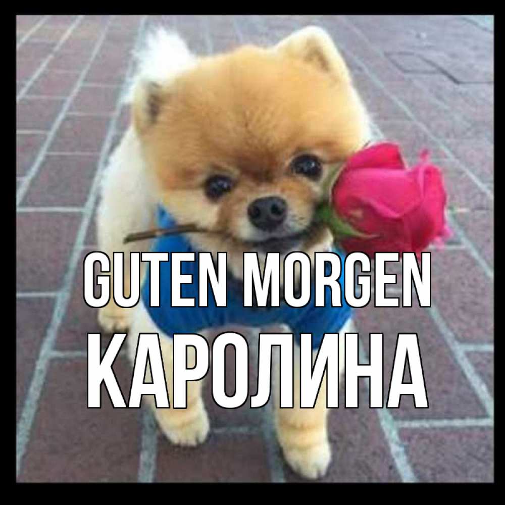 Открытка на каждый день с именем, Каролина Guten Morgen роза в зубах Прикольная открытка с пожеланием онлайн скачать бесплатно 