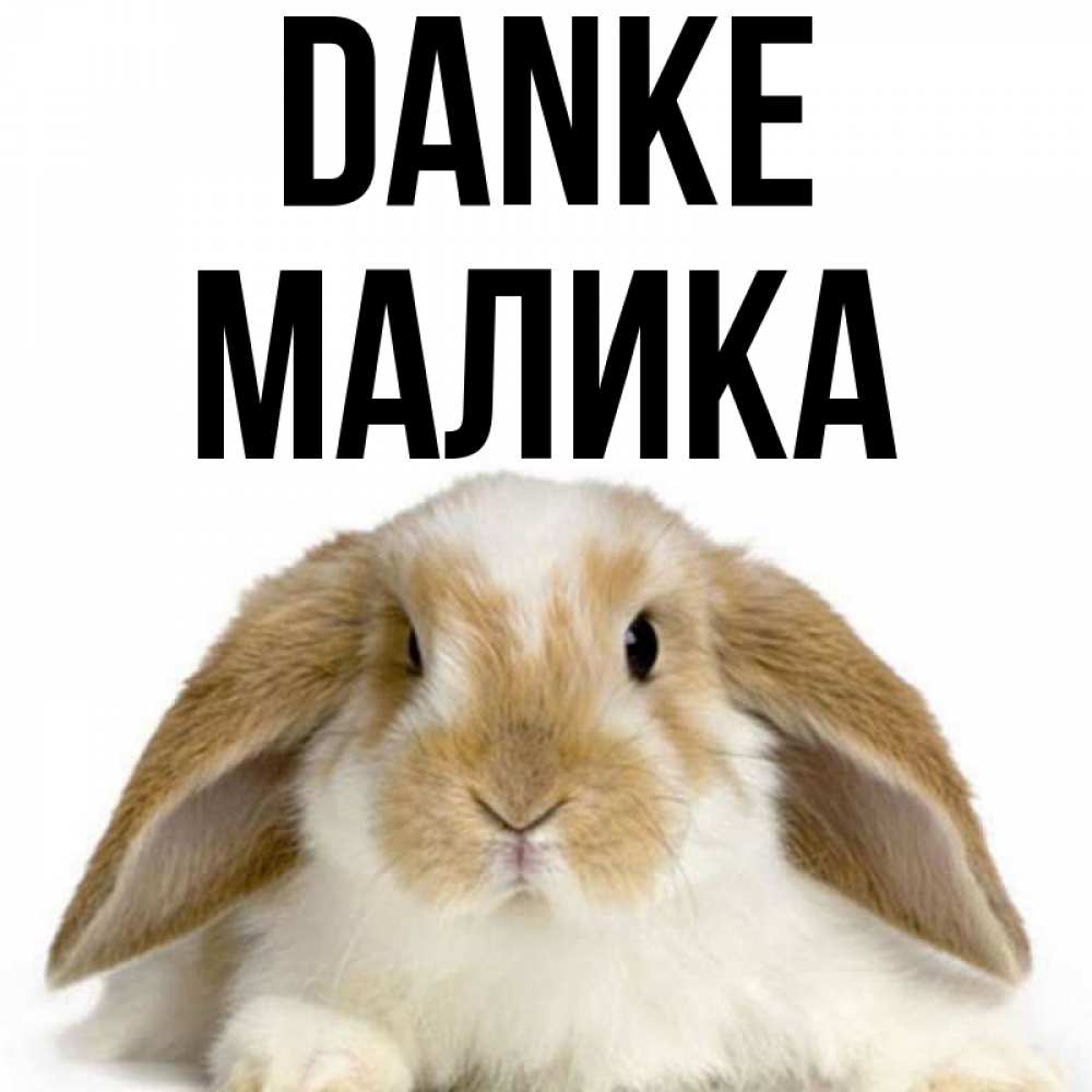Открытка на каждый день с именем, Малика Danke коричнево белый заяц Прикольная открытка с пожеланием онлайн скачать бесплатно 