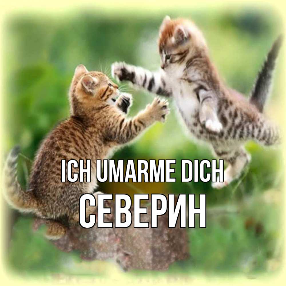 Открытка на каждый день с именем, Северин Ich umarme dich игры котят Прикольная открытка с пожеланием онлайн скачать бесплатно 