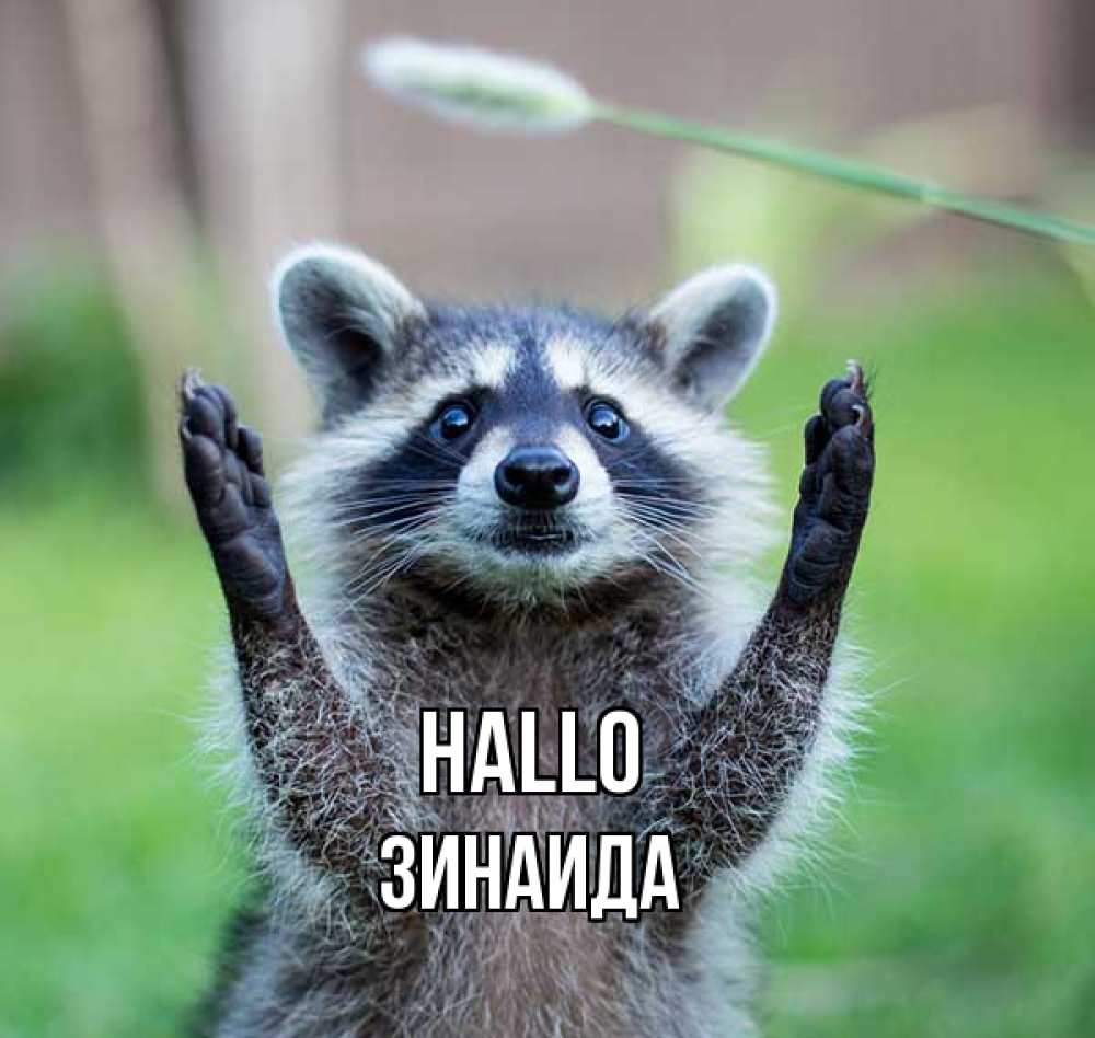 Открытка на каждый день с именем, Зинаида Hallo животные Прикольная открытка с пожеланием онлайн скачать бесплатно 